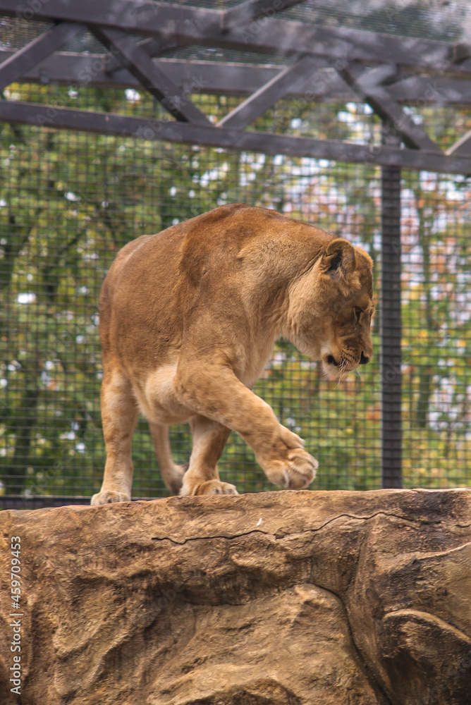 Naklejka premium Portrait of a lion woman walking through the bushes.