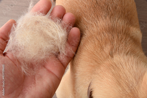 Obraz na plátne Hand showing hair loss of a dog top view
