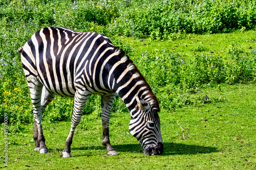 Plains zebra known as the common or maneless zebra, equus quagga borensis or equus burchellii - Kenya
