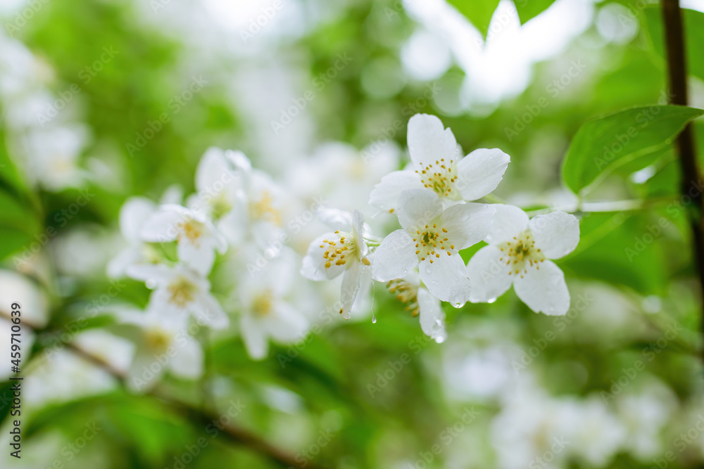 Fototapeta premium Twig with white jasmine flower in spring