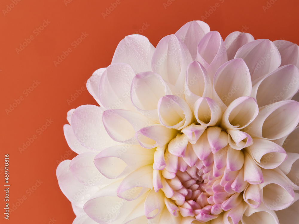 Dahlias are blooming. White and pink flower petals close-up. A bright, delicate illustration on a floral theme. The bud blooms in July, August or September. Macro Dahlias are blooming. White and pink flower petals close-up. A bright, delicate illustration on a floral theme. The bud blooms in July, August or September. Macro
