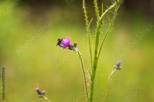 Blooming flowers of meadow flowers in the meadow. There are various insects on the flowers - butterfly  moth  beetle. The background is green.