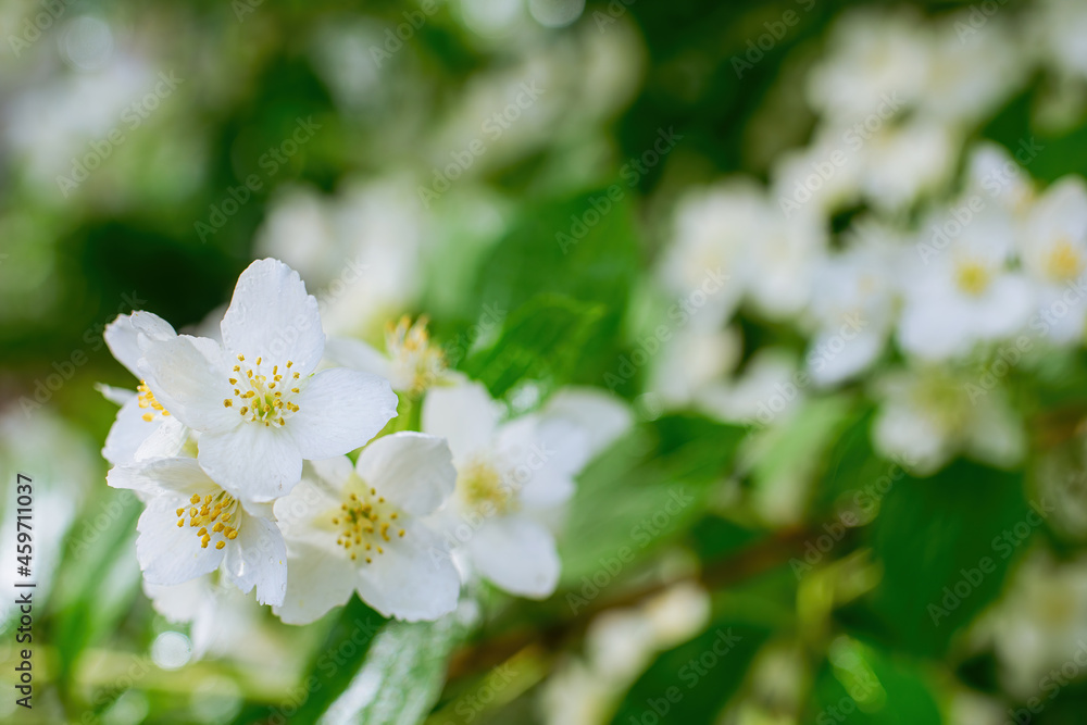 Twig with white jasmine flower in spring Twig with white jasmine flower in spring
