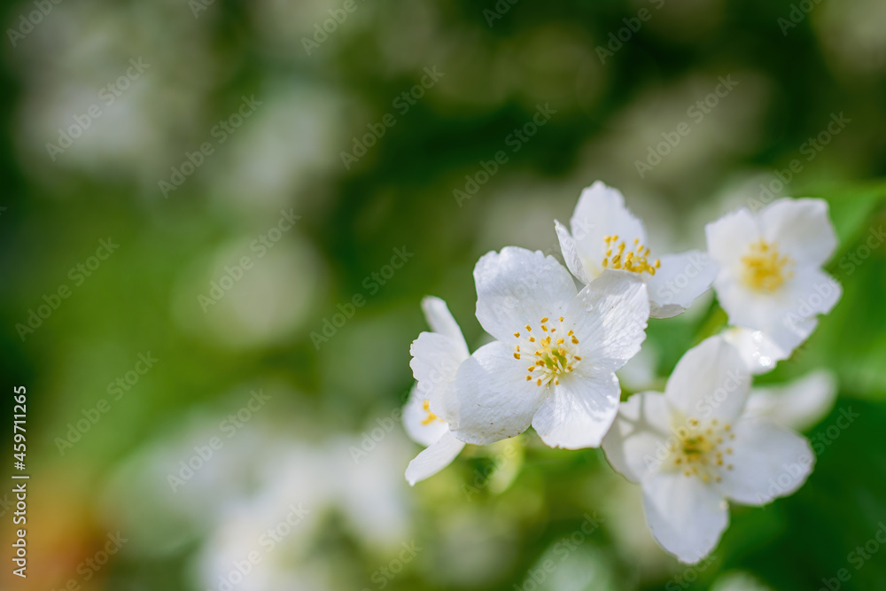 Twig with white jasmine flower in spring Twig with white jasmine flower in spring