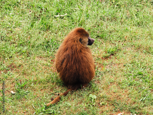 Baboon with fluffy fur resting on lawn photo