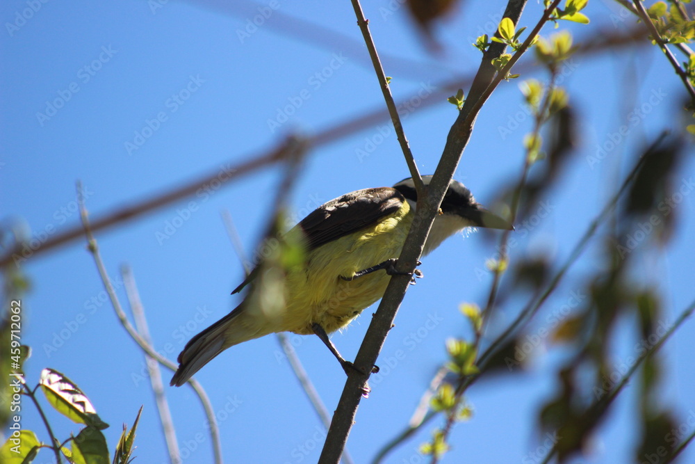 Obraz premium birds