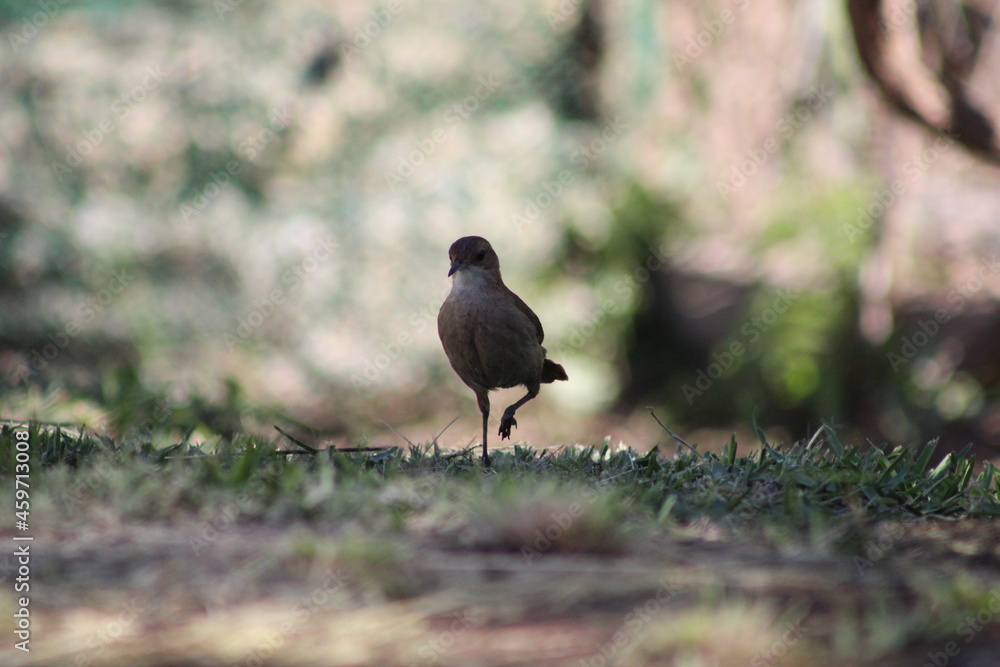 Fototapeta premium BIRDS