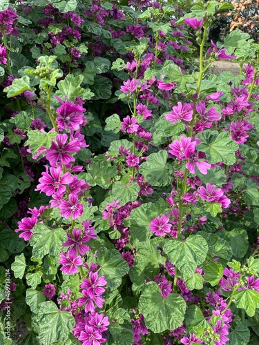 Wallpaper Mural pink flowers in a garden Torontodigital.ca