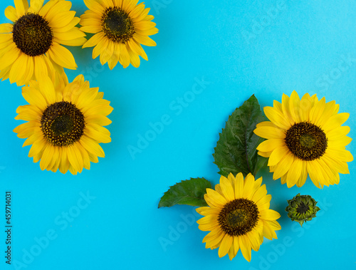 Beautiful sunflowers on a blue background with copy space