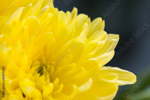 Flower background with amazing yellow chrysanthemums. Bouquet of gentle golden-daisy flowers.