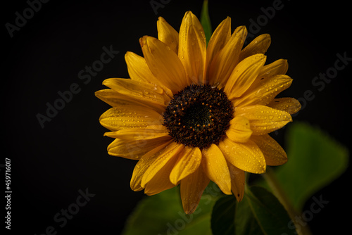 Orange autumn sunflower with green leafs and black background