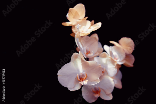 Abstract and artistic orchid on black background, light and shadows, sunlight, copy space