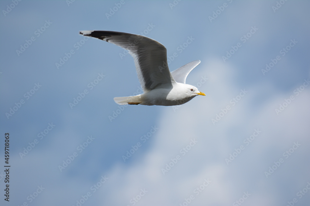 Seagull bird in flight against the background of a blue sky with clouds Seagull bird in flight against the background of a blue sky with clouds