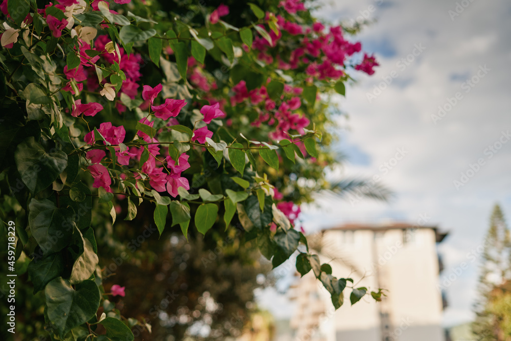 Pink flowers on the trees. Turkey, Alanya. City streets.