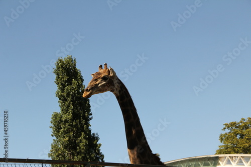 giraffe in the sky