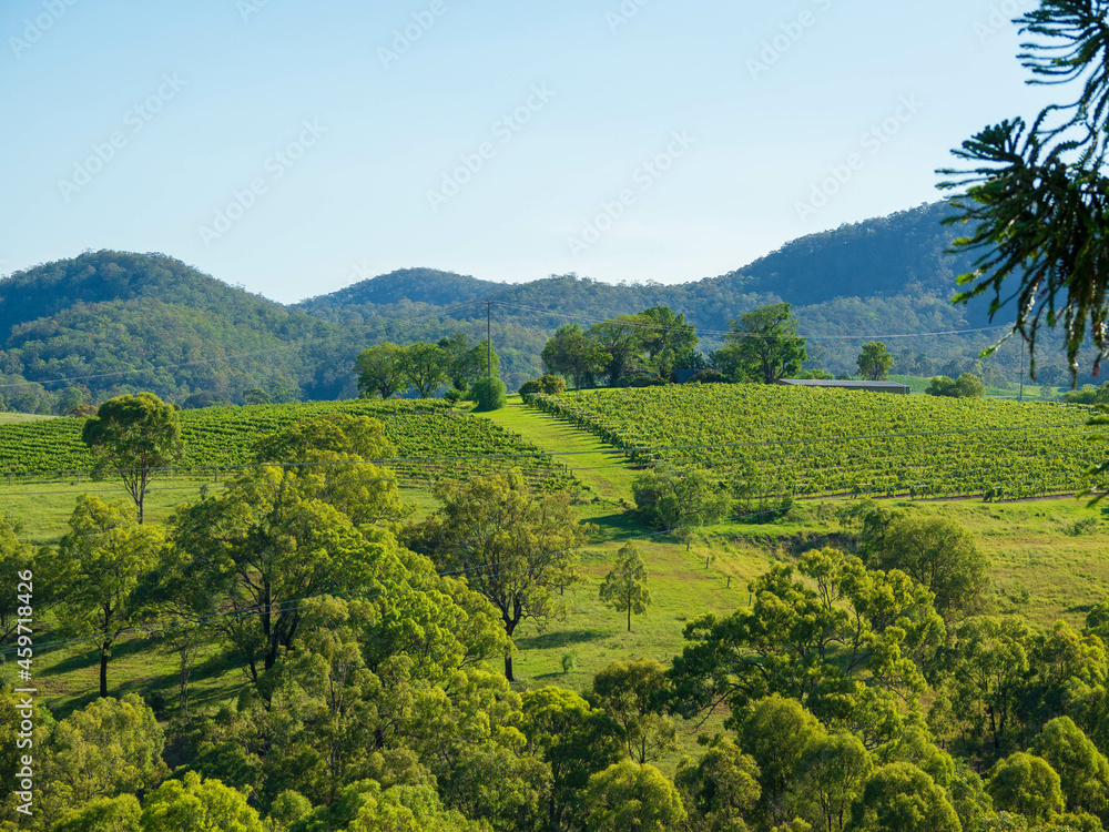 Obraz premium Vineyard