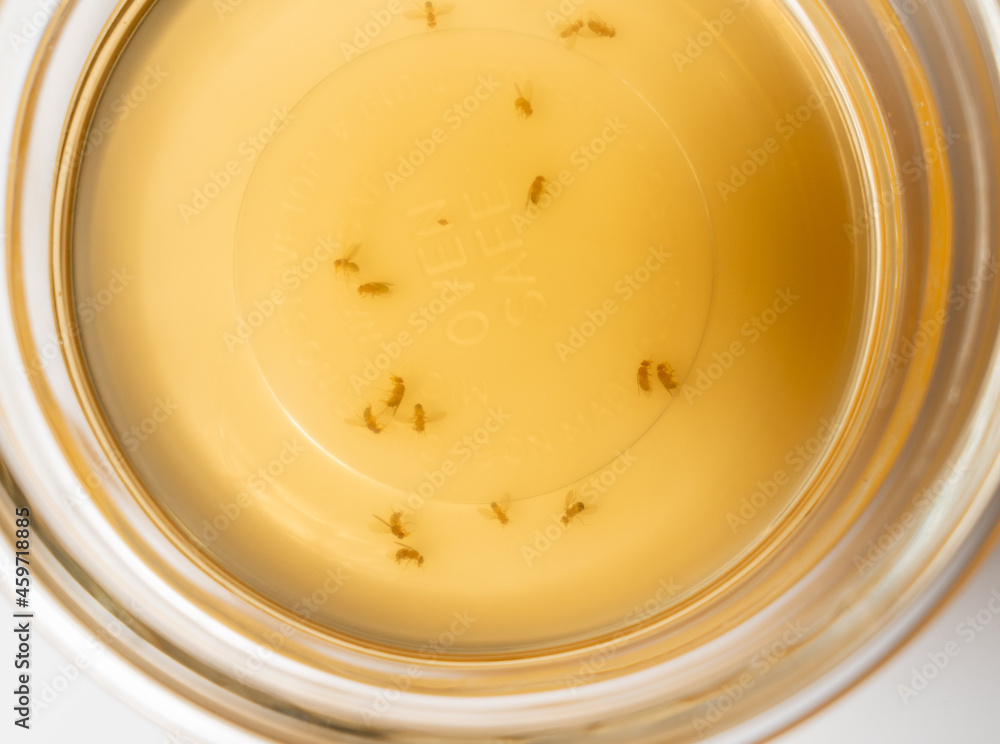 Home remedy for catching fruit flies and small insects with glass bowl of cider vinegar and drop of detergent Home remedy for catching fruit flies and small insects with glass bowl of cider vinegar and drop of detergent
