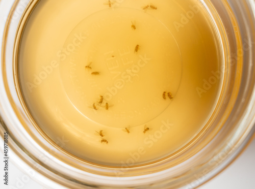 Home remedy for catching fruit flies and small insects with glass bowl of cider vinegar and drop of detergent