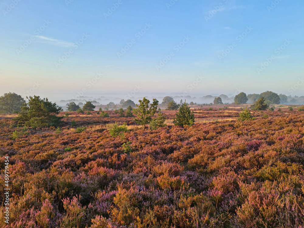 Blossoming heather on the Hoge Veluwe in the Netherlands