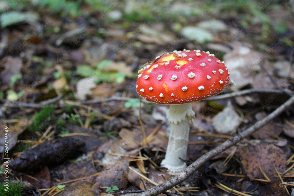 Beautiful red fly agaric in the autumn forest. Beautiful red fly agaric in the autumn forest.