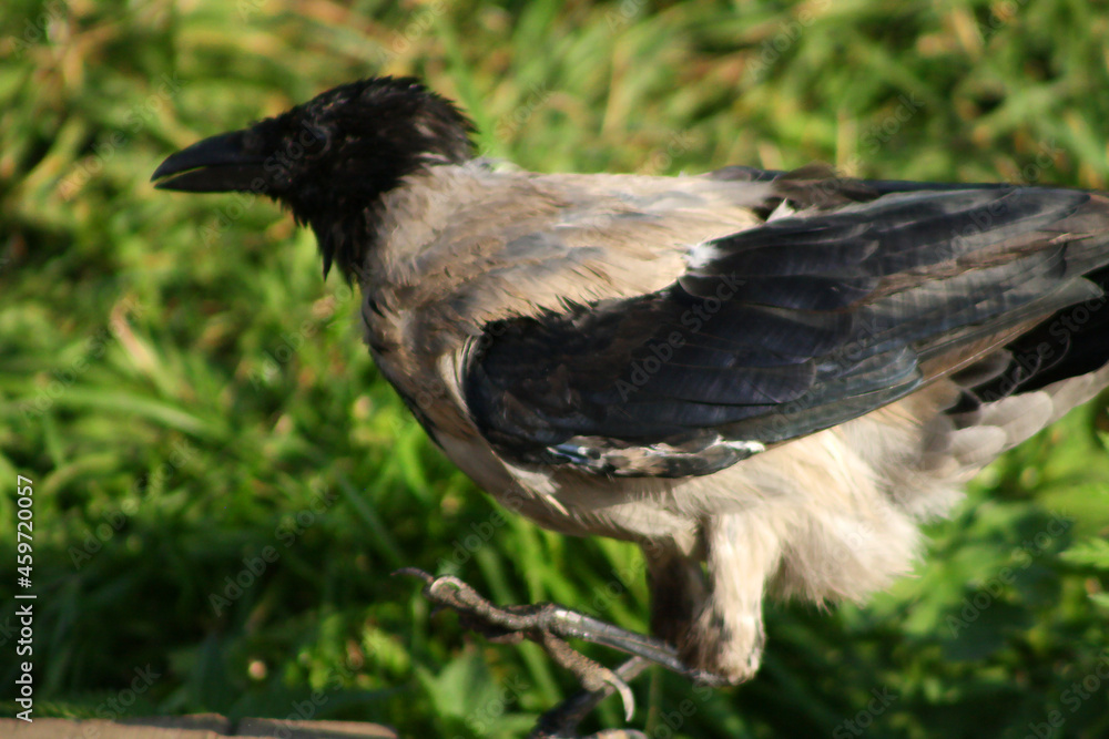 Fototapeta premium crow on the ground