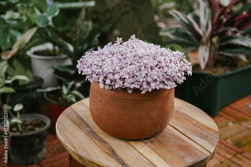 Callisia repens Pink Lady plants