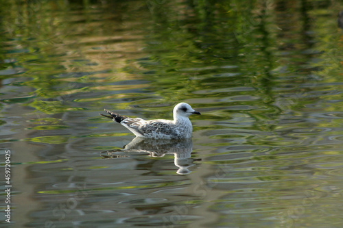 swan on the lake