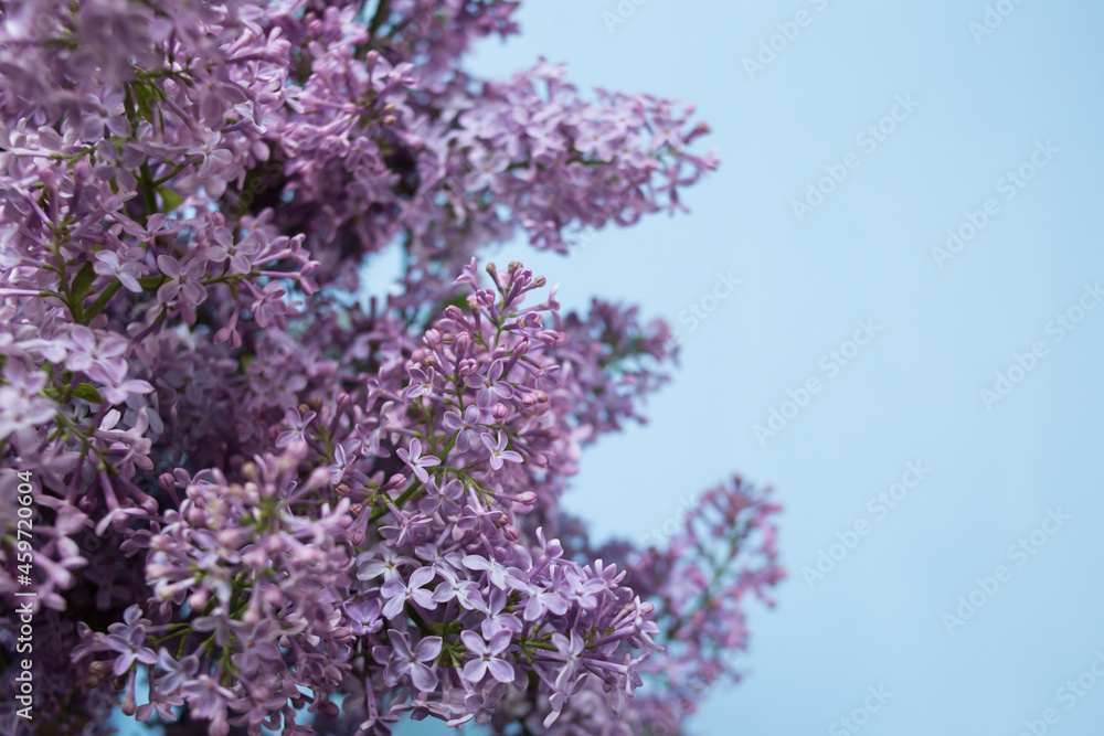 beautiful branches of lilac on a blue background beautiful branches of lilac on a blue background