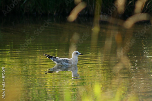 ducks in the lake