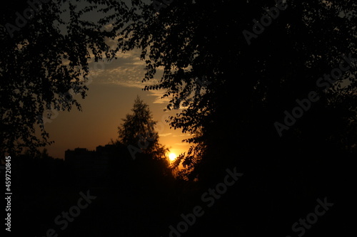sunset in the forest