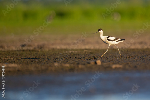 An adult pied avocet (Recurvirostra avosetta) photograped at ground level in shallow water. photo
