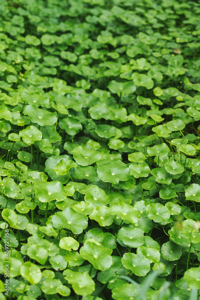 Water Pennywort green fresh leaves Water Pennywort green fresh leaves