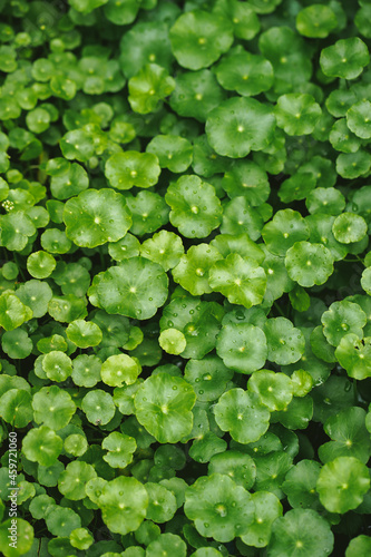 Water Pennywort green fresh leaves