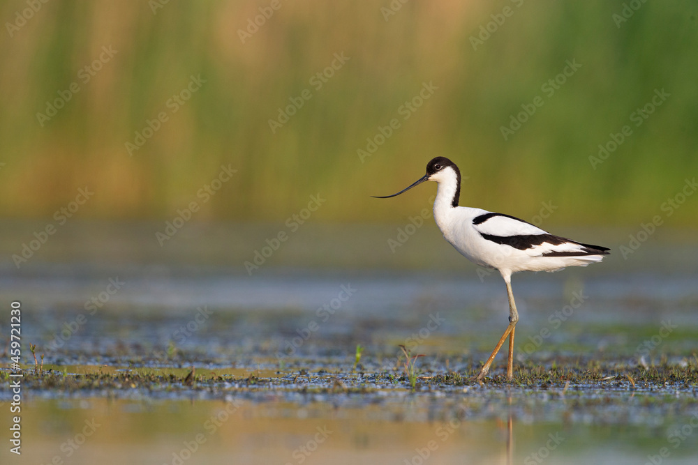 An adult pied avocet (Recurvirostra avosetta) photograped at ground level in shallow water. An adult pied avocet (Recurvirostra avosetta) photograped at ground level in shallow water.