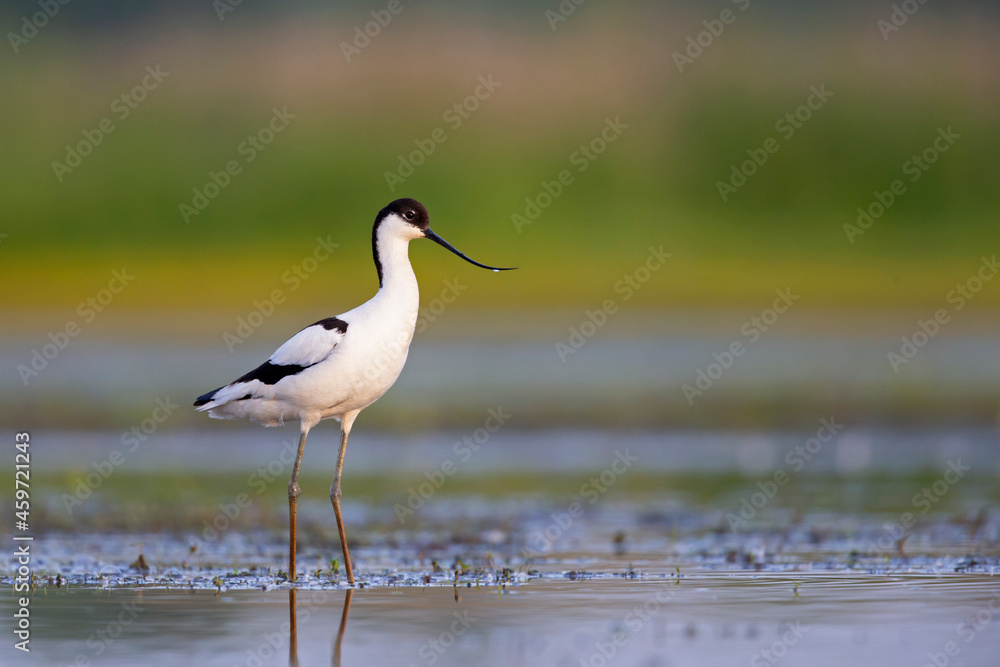 An adult pied avocet (Recurvirostra avosetta) photograped at ground level in shallow water. An adult pied avocet (Recurvirostra avosetta) photograped at ground level in shallow water.