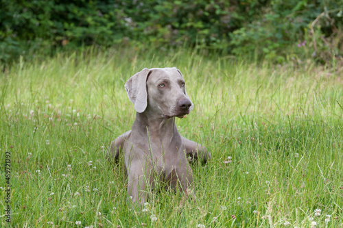 Weimaraner in the meadow