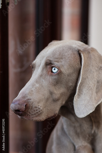Weimaraner looking out 
