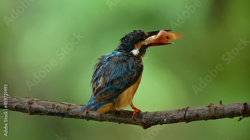 small bird eating fish with happily action, common kingfisher photo