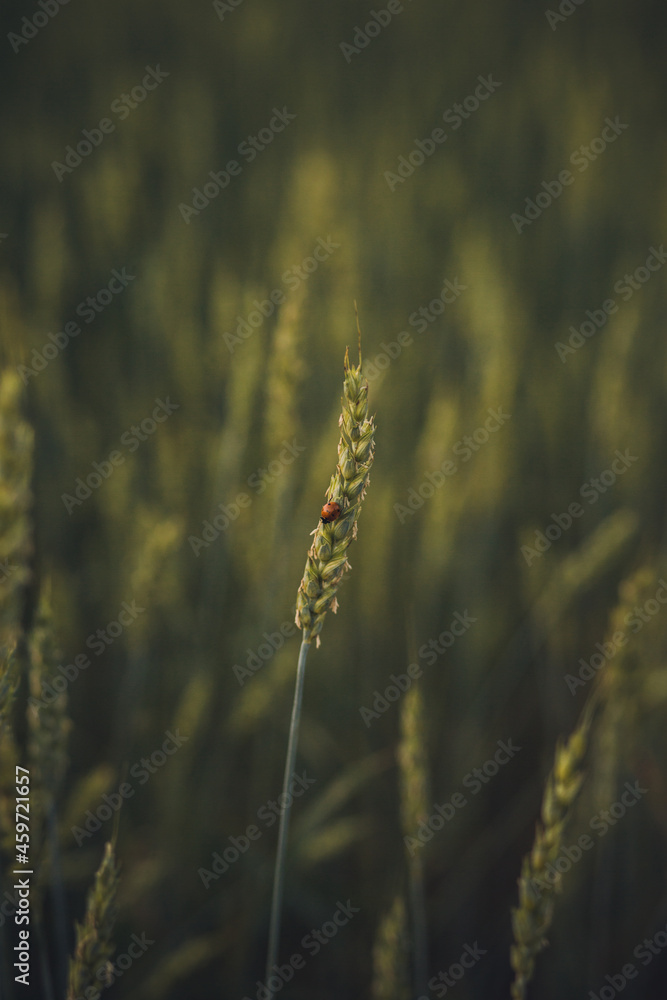 Ladybug on a wheat spikelet. green wheat field. nature Ladybug on a wheat spikelet. green wheat field. nature