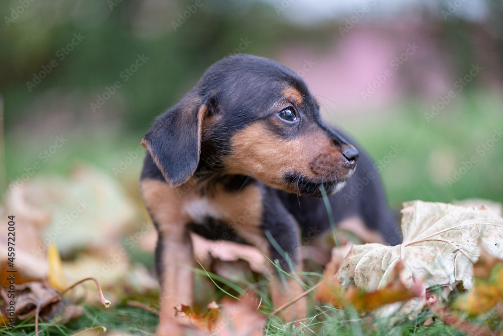 Portrait of a beautiful purebred puppy close-up in autumn leaves.