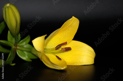 Nahaufnahme gelbe Lilie liegend auf schwarzem Hintergrund
