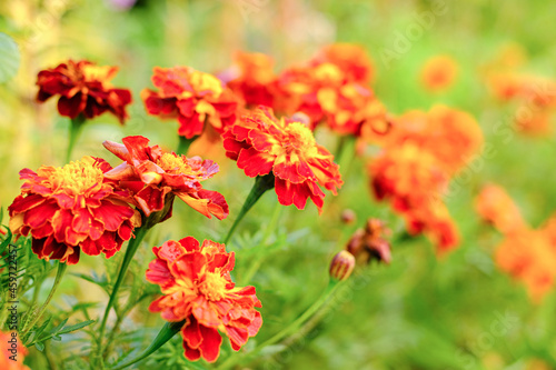 Tagetes in the garden. Tagetes garden flowers. Close-up of orange bright autumn Marigold flowers on green background