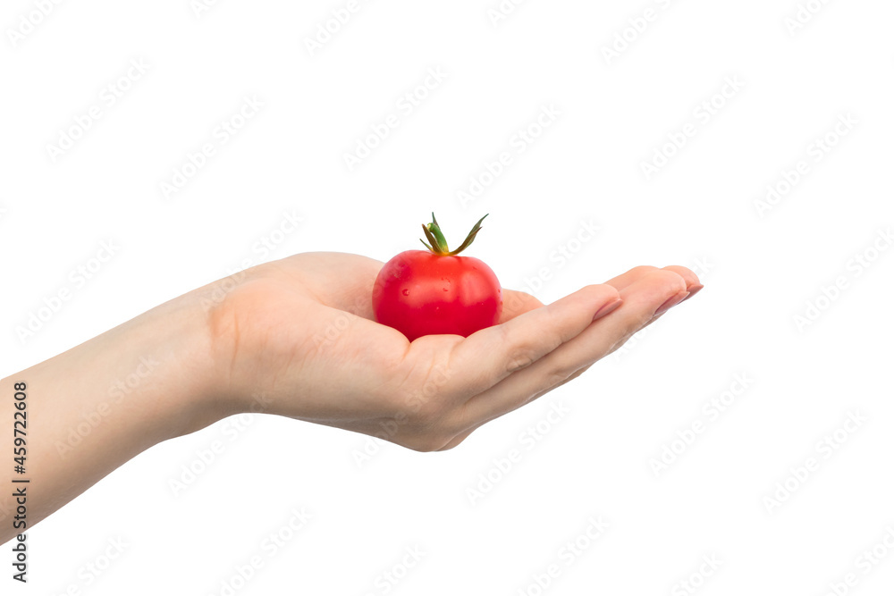 Small red cherry tomatoes in hand isolated on a white background Small red cherry tomatoes in hand isolated on a white background