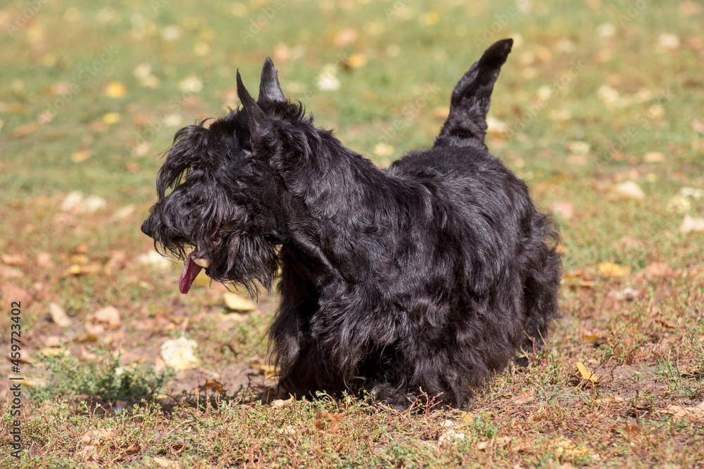 Cute scottish terrier puppy is standing on a green grass in the autumn park. Pet animals. Purebred dog. Cute scottish terrier puppy is standing on a green grass in the autumn park. Pet animals. Purebred dog.
