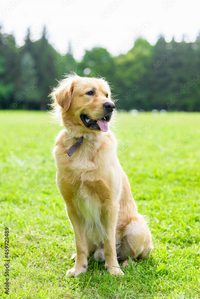 Portrait golden retriever dog on green grass on a summer day.Labrador retriever portrait on the grass. Portrait golden retriever dog on green grass on a summer day.Labrador retriever portrait on the grass.