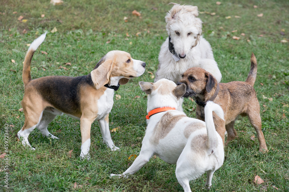 English beagle puppy, afghan hound puppy, border terrier puppy and multibred dog are playing in the autumn park. Pet animals. Purebred dog.