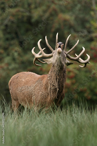 Cerf, Cervus elaphus photo