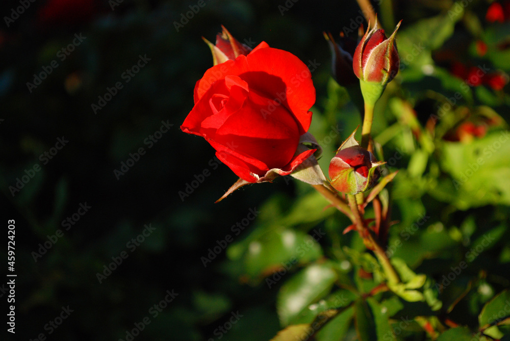Makro einer roten Rosenknospe. Makro einer roten Rosenknospe.