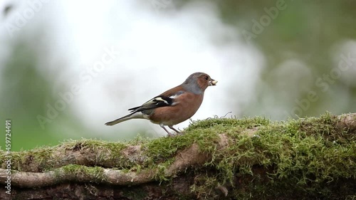 Male Chaffinch Toying with a Seed in It's Mouth and Flying Off - Slow Motion
