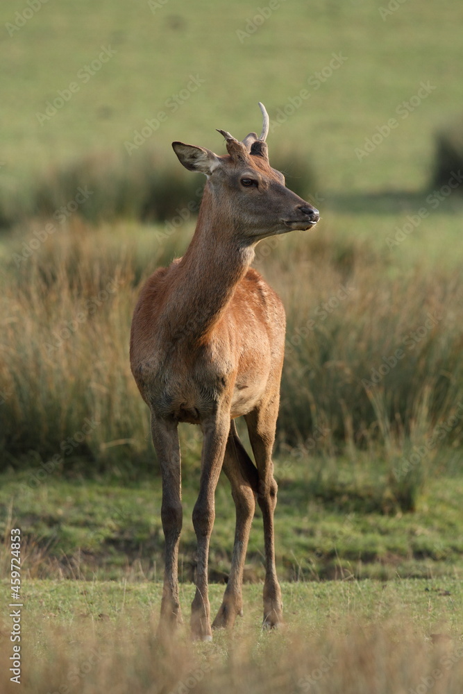 Fototapeta premium Cerf, Cervus elaphus